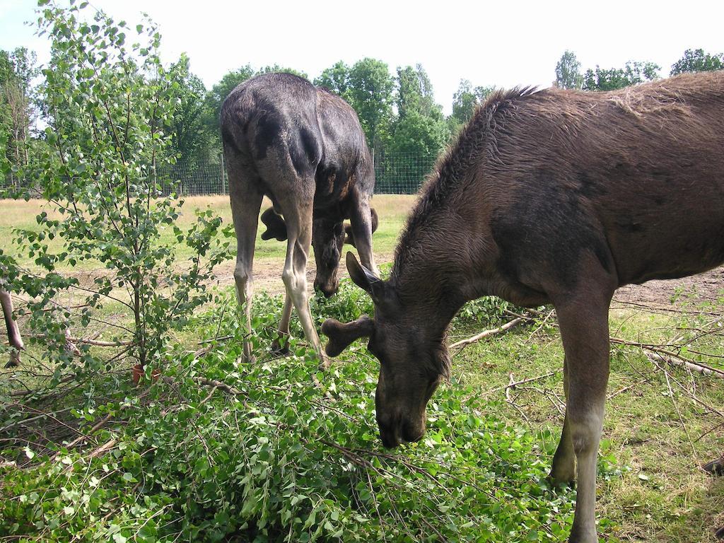 Tildas Urshult Eksteriør bilde